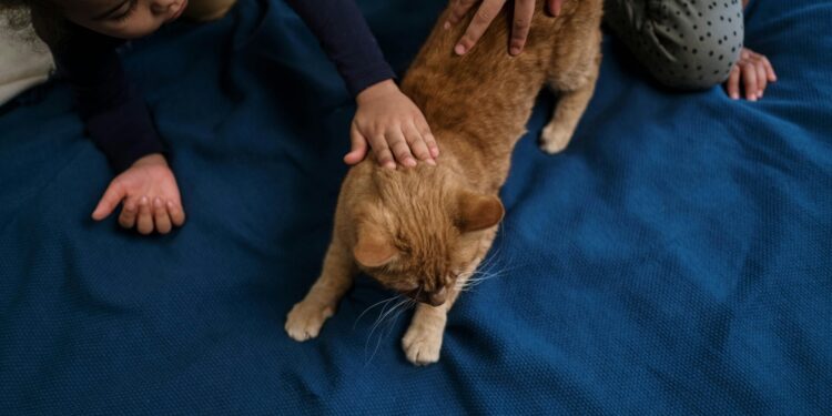 Oliveira do Hospital promove apoio à esterilização de animais de companhia