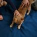 Oliveira do Hospital promove apoio à esterilização de animais de companhia