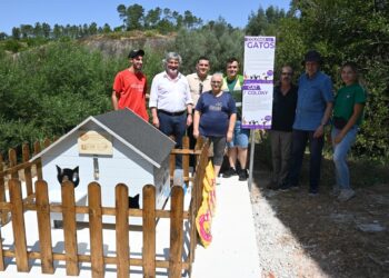 Município continua a instalar abrigos e pontos de alimentação para gatos