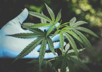 Dois detidos em Oliveira do Hospital por tráfico de droga
