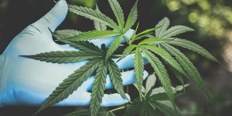 Dois detidos em Oliveira do Hospital por tráfico de droga
