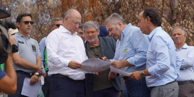 Ministro da Agricultura quer apostar na pastorícia para prevenir fogos