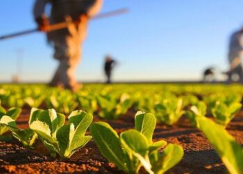 GAL ADIBER/ Beira Serra 20-30 abre concurso para apoio à exploração agrícola