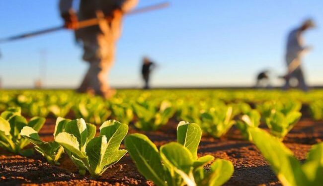 GAL ADIBER/ Beira Serra 20-30 abre concurso para apoio à exploração agrícola