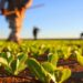 GAL ADIBER/ Beira Serra 20-30 abre concurso para apoio à exploração agrícola