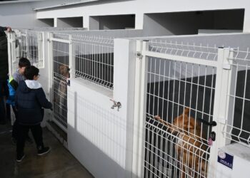 Balanço: Serviços Veterinários asseguraram 400 esterilizações, 96 adoções e mais de 300 vacinas em 2025