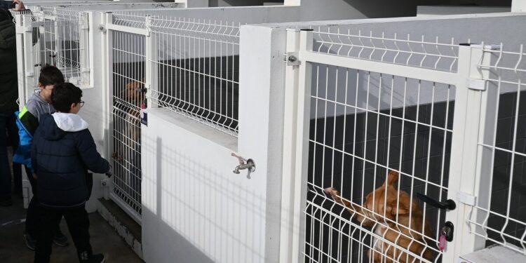 Balanço: Serviços Veterinários asseguraram 400 esterilizações, 96 adoções e mais de 300 vacinas em 2025