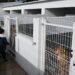 Balanço: Serviços Veterinários asseguraram 400 esterilizações, 96 adoções e mais de 300 vacinas em 2025