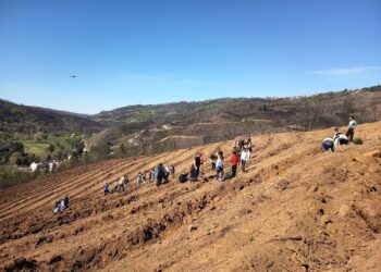 Alunos plantam 500 pinheiros em ação de reflorestação na Ponte das Três Entradas