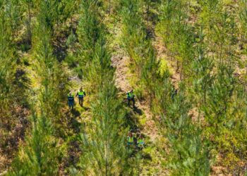Projeto de investigação da Sonae Arauco identifica as 10 famílias de pinheiro mais bem adaptadas a Portugal