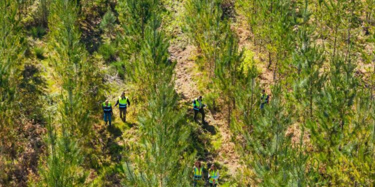 Projeto de investigação da Sonae Arauco identifica as 10 famílias de pinheiro mais bem adaptadas a Portugal
