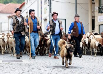 Seia celebra a Festa da Transumância e dos Pastores a 4 de julho