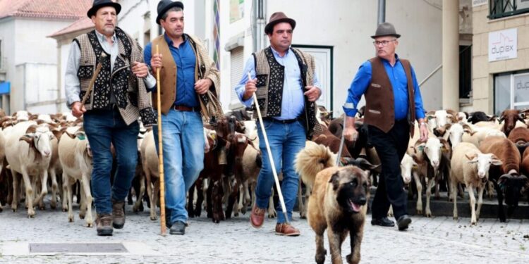 Seia celebra a Festa da Transumância e dos Pastores a 4 de julho