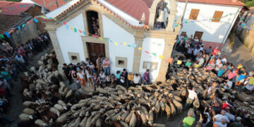 Romaria dos Rebanhos volta a cumprir a tradição na Folgosa da Madalena