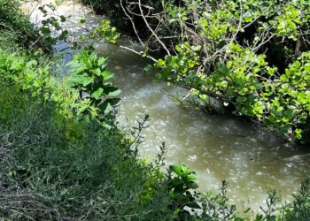 Junta de Meruge diz que renaturalização do Rio Cobral não resolve problema da poluição