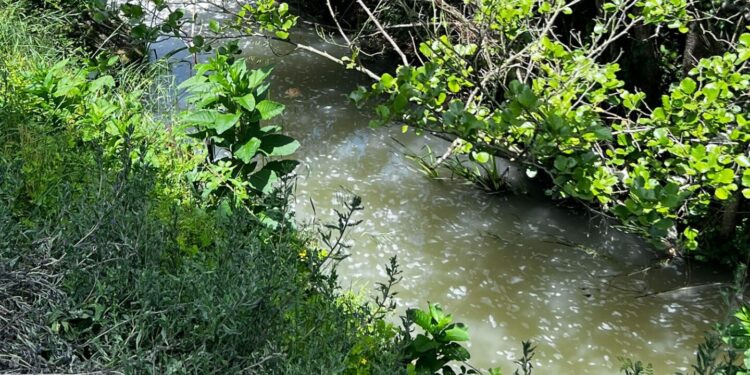 Junta de Meruge diz que renaturalização do Rio Cobral não resolve problema da poluição